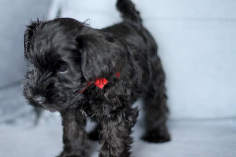 Miniature Schnauzer puppy boy from Russia 1