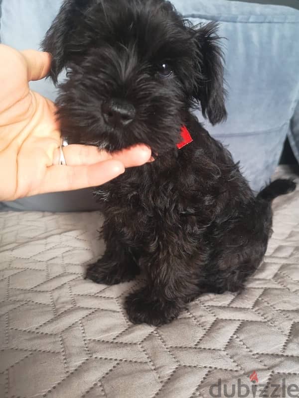 Miniature Schnauzer puppy boy from Russia 2