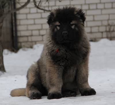 Caucasian shepherd puppy female from Russia