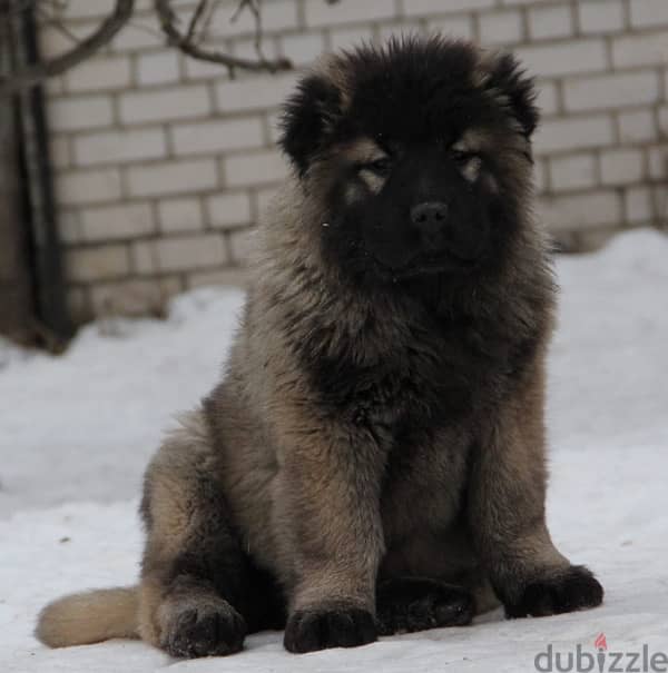 Caucasian shepherd puppy female from Russia 1