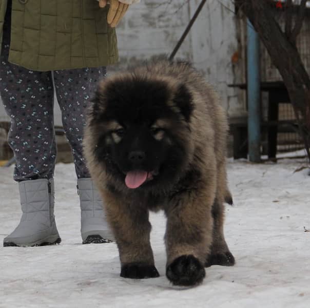 Caucasian shepherd puppy female from Russia 2