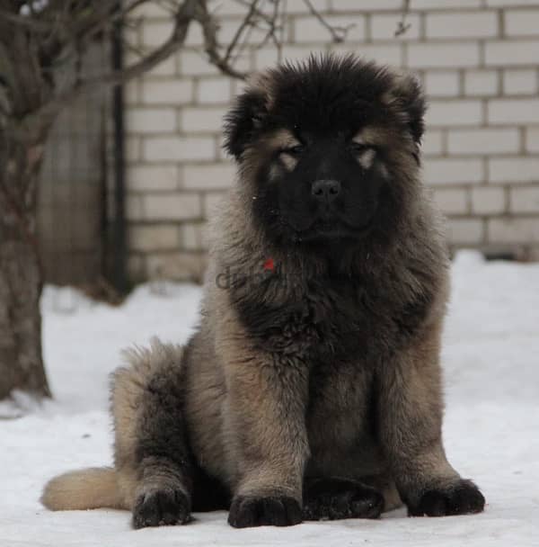 Caucasian shepherd puppy female from Russia 3