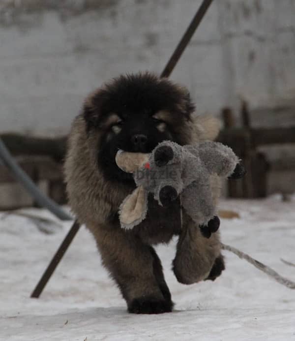 Caucasian shepherd puppy female from Russia 4