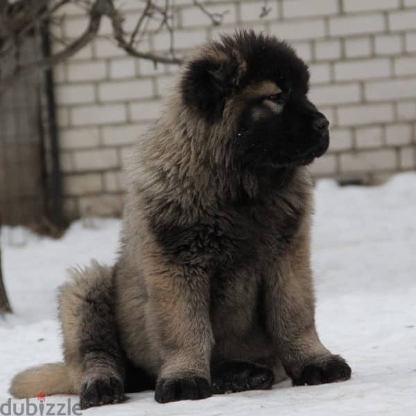 Caucasian shepherd puppy female from Russia 5