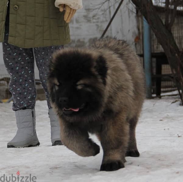 Caucasian shepherd puppy female from Russia 6