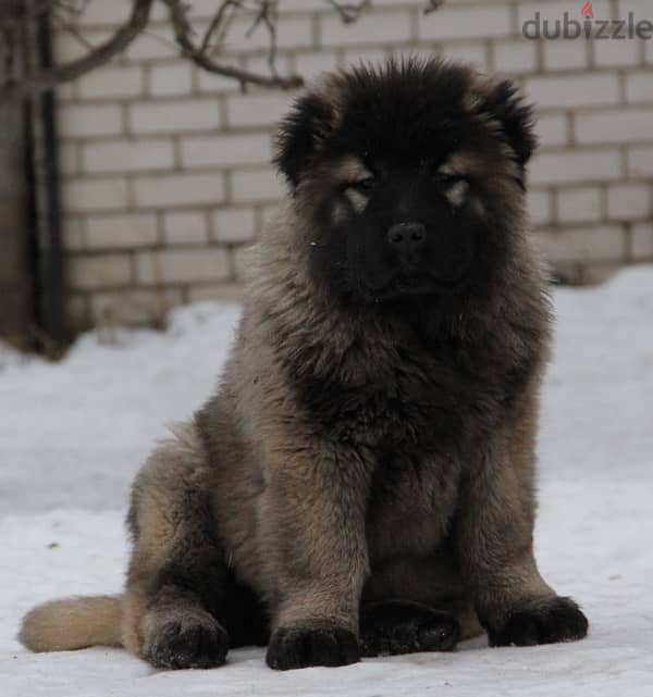 Caucasian shepherd puppy female from Russia 7