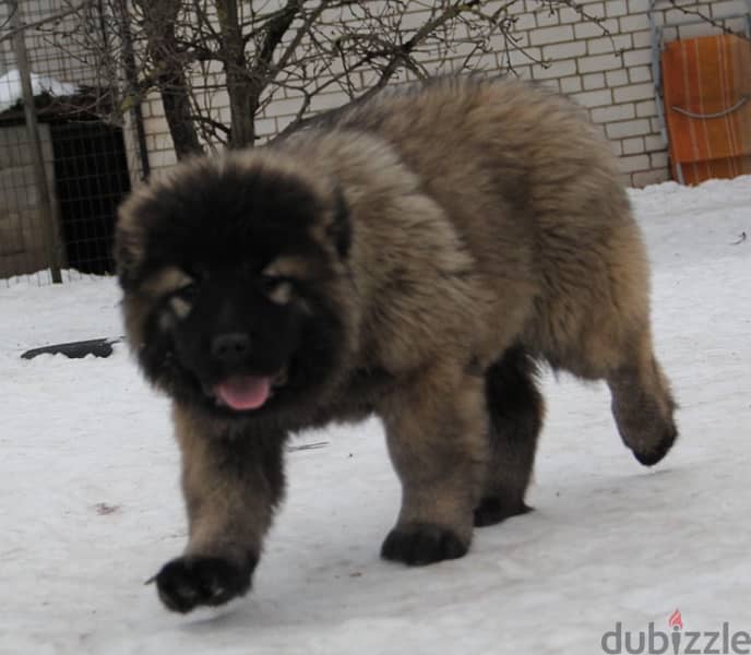 Caucasian shepherd puppy female from Russia 8