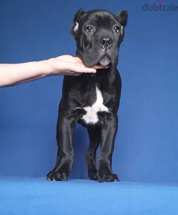 Cane corso puppy boy from Russia 1