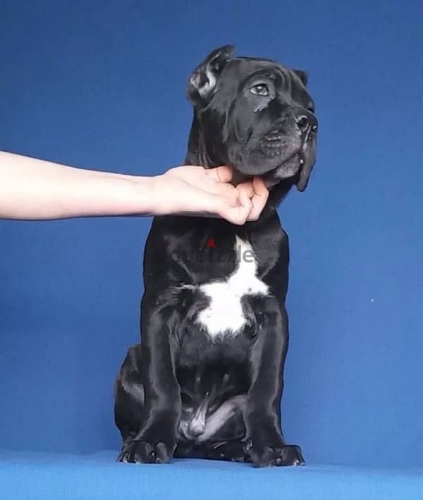 Cane corso puppy boy from Russia 2