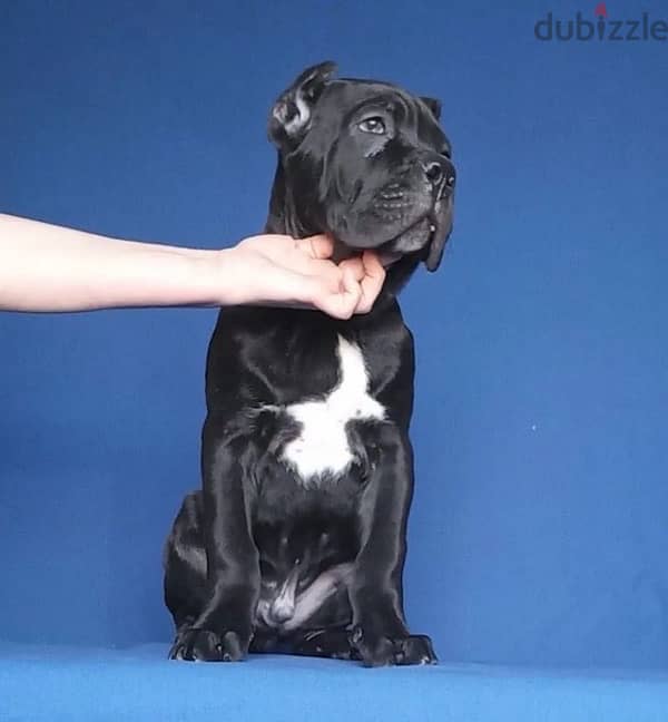 Cane corso puppy boy from Russia 5