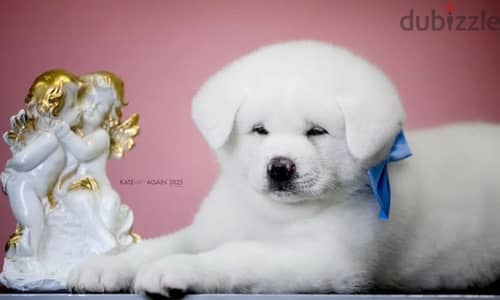 Akita inu puppy boy from Russia