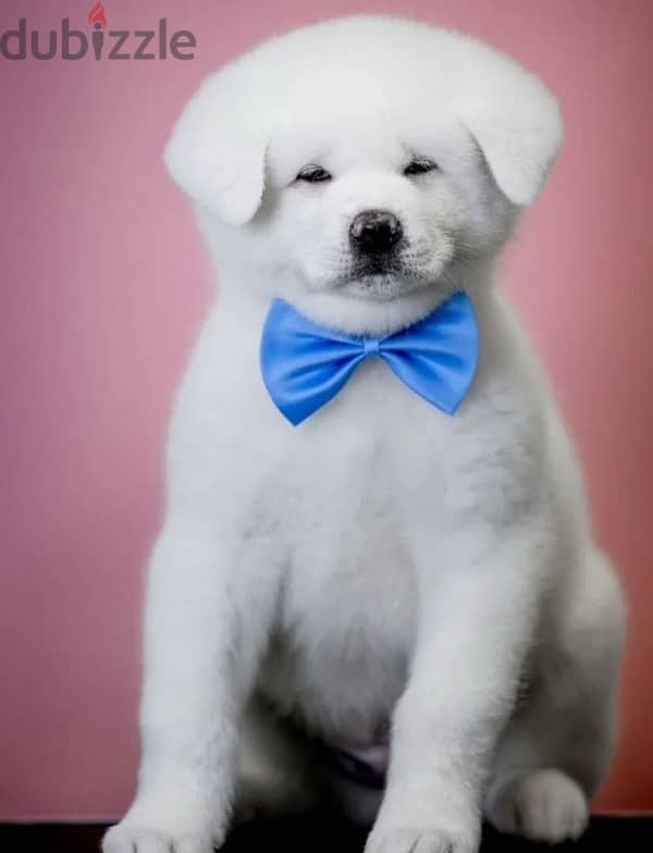 Akita inu puppy boy from Russia 1