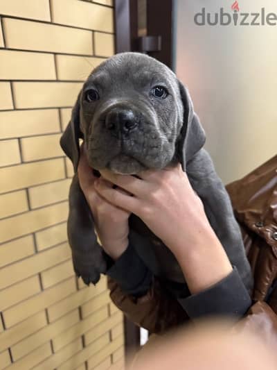 Cane corso puppies boys from Russia