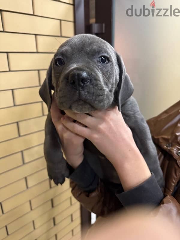 Cane corso puppies boys from Russia 0