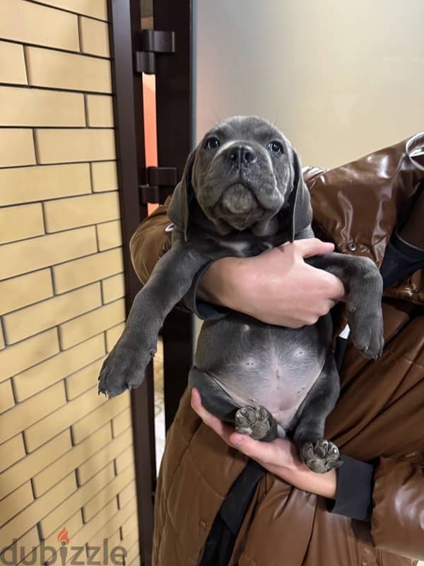 Cane corso puppies boys from Russia 1