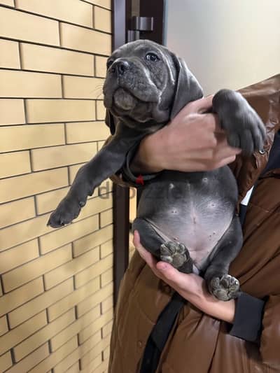 Cane corso puppies boys from Russia