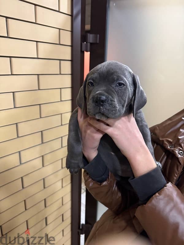 Cane corso puppies boys from Russia 3