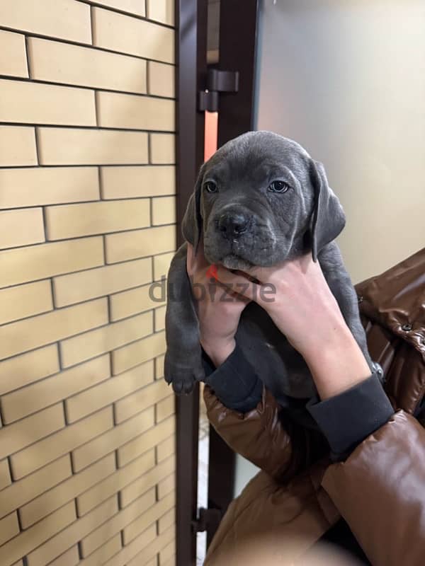 Cane corso puppies boys from Russia 4