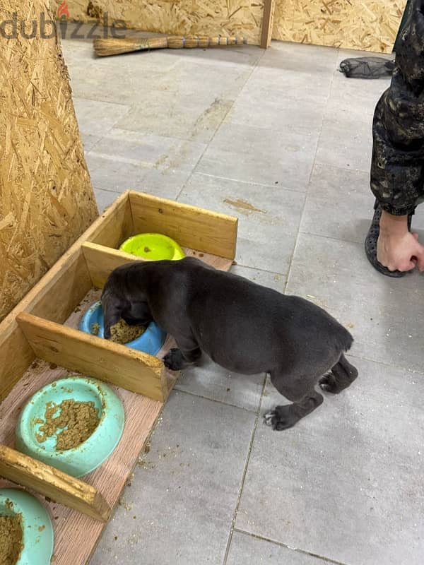 Cane corso puppies boys from Russia 5