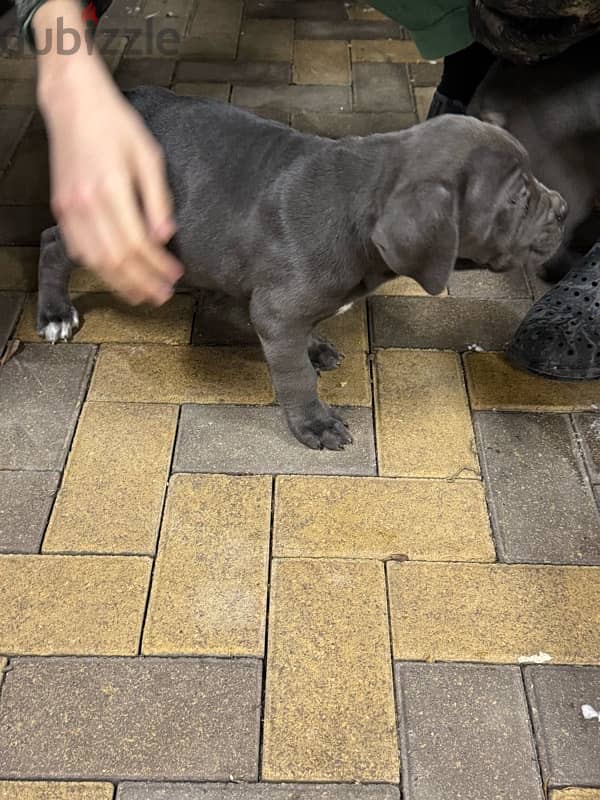 Cane corso puppies boys from Russia 6