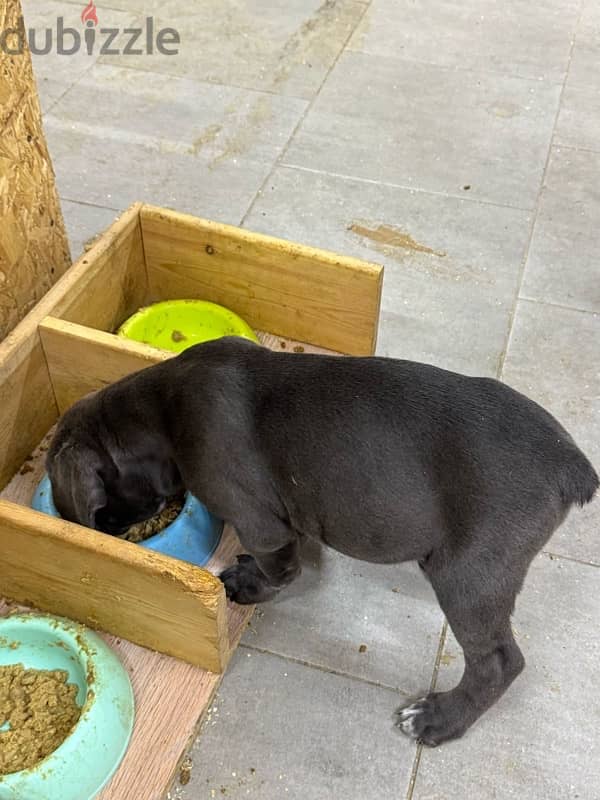 Cane corso puppies boys from Russia 7