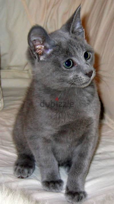 قطة *Russian Blue*. اقل من 55يوم بنت