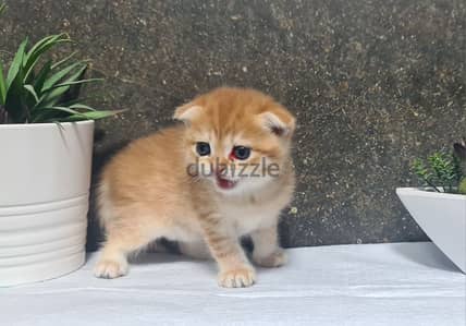 Scottish Fold Shorthair Gold ny22