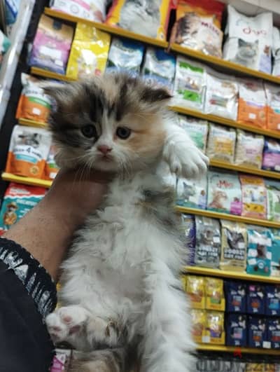 Pet'sMegaStore