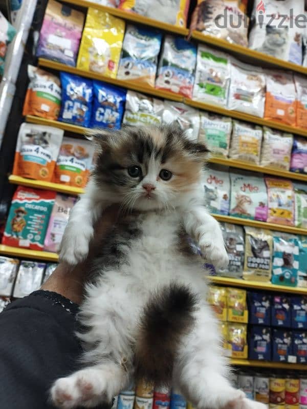 Pet'sMegaStore 1