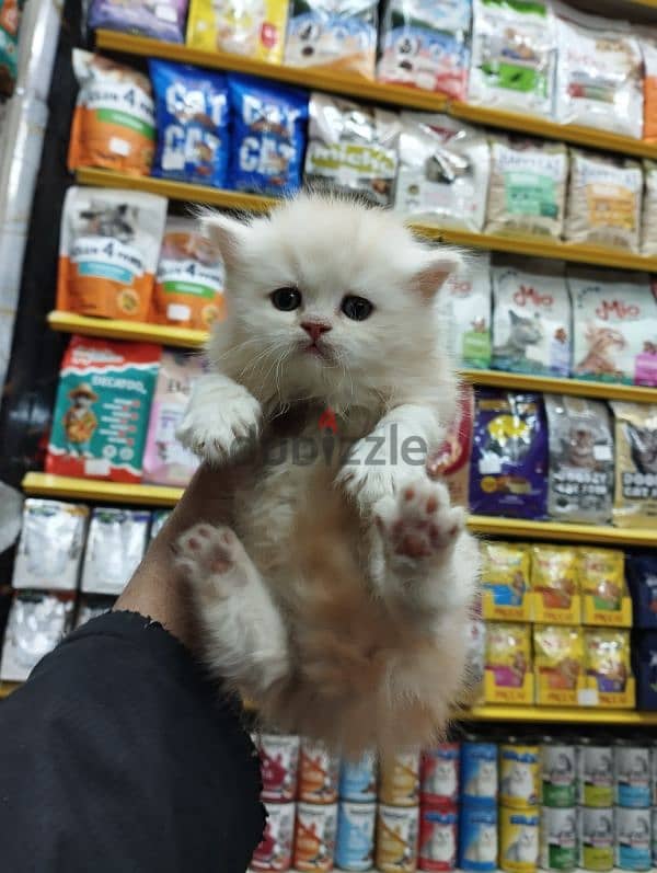 Pet'sMegaStore 3