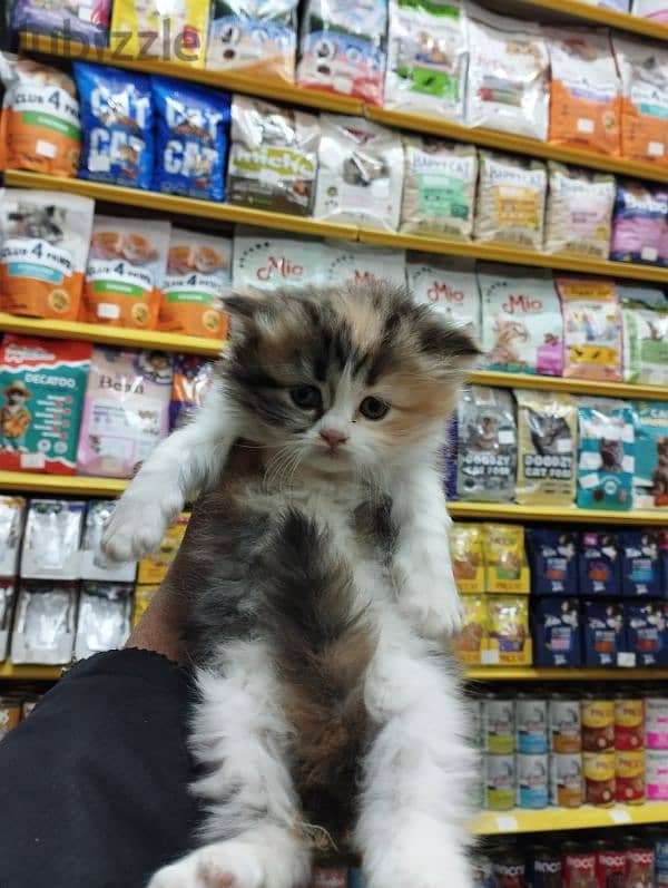 Pet'sMegaStore 5