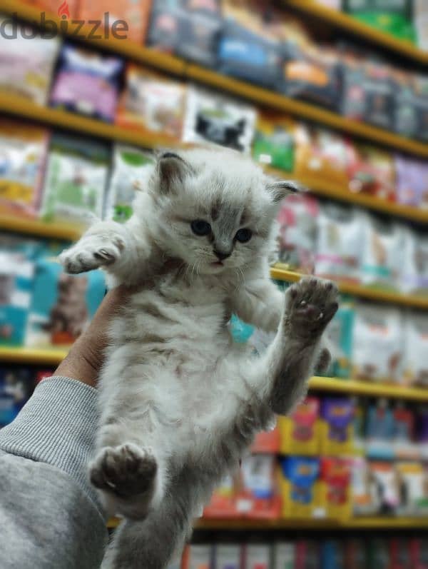 Pet'sMegaStore 6