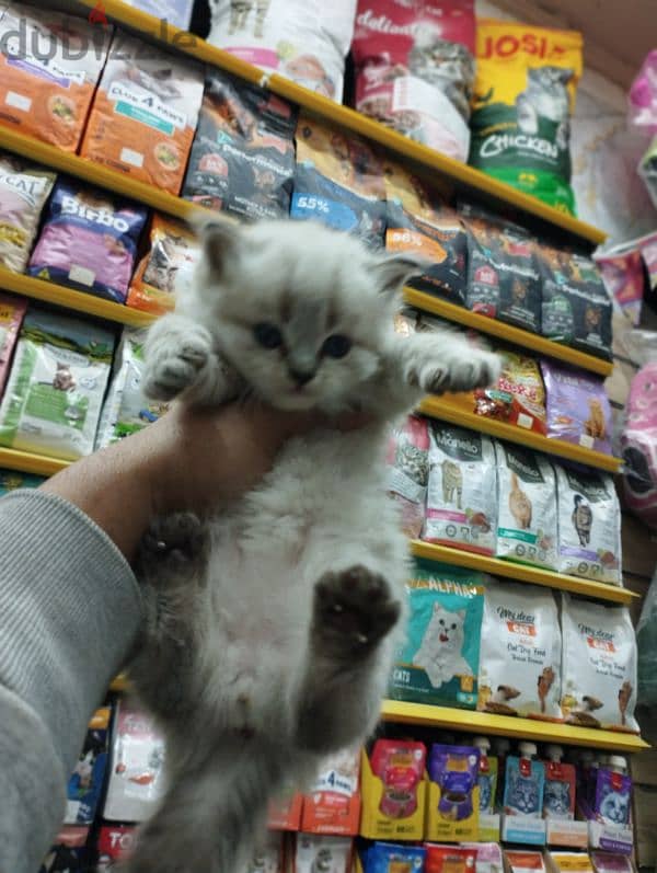 Pet'sMegaStore 7