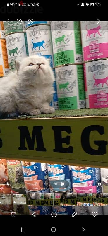 Pet'sMegaStore 8