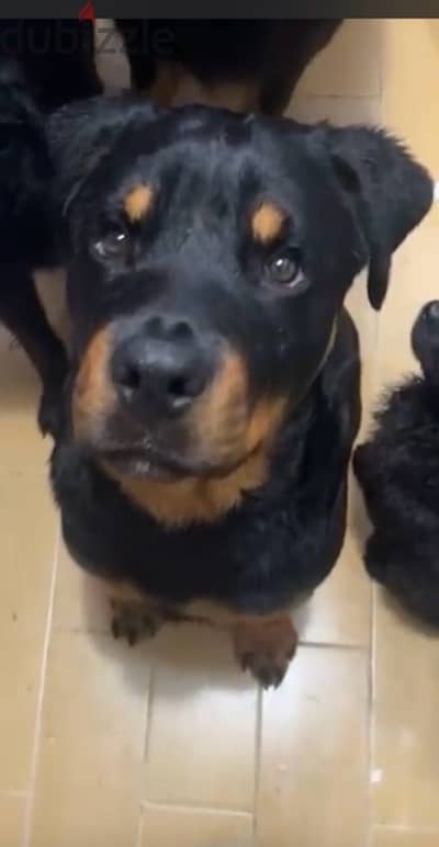 rott weiler