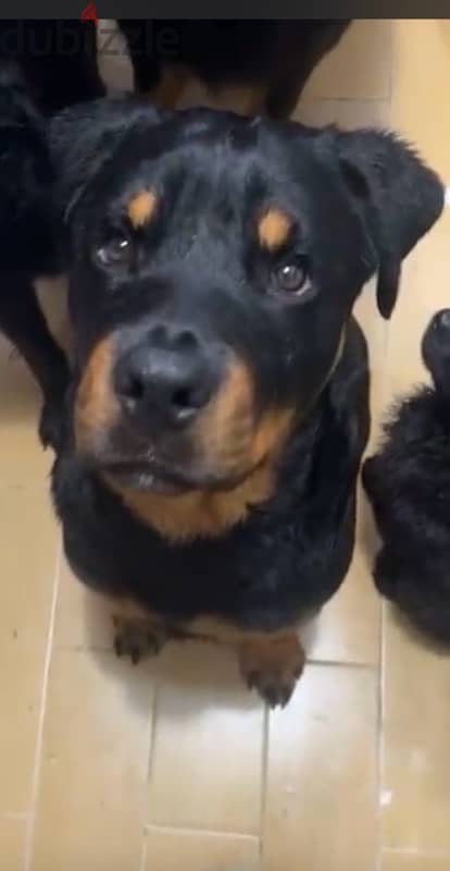 rott weiler 0