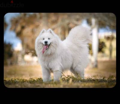 Samoyed puppies pure  جراوى سامويد بيور