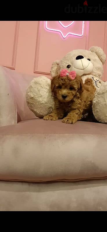 بودل toy poodle female