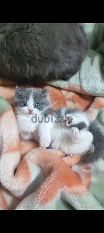 British shorthair kitten 2