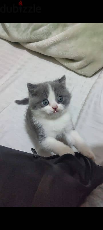 British shorthair kitten 3