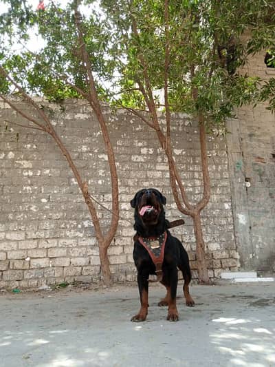 TOMY FOR MATING ROTTWEILER البطل