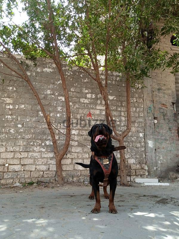 TOMY FOR MATING ROTTWEILER البطل 1