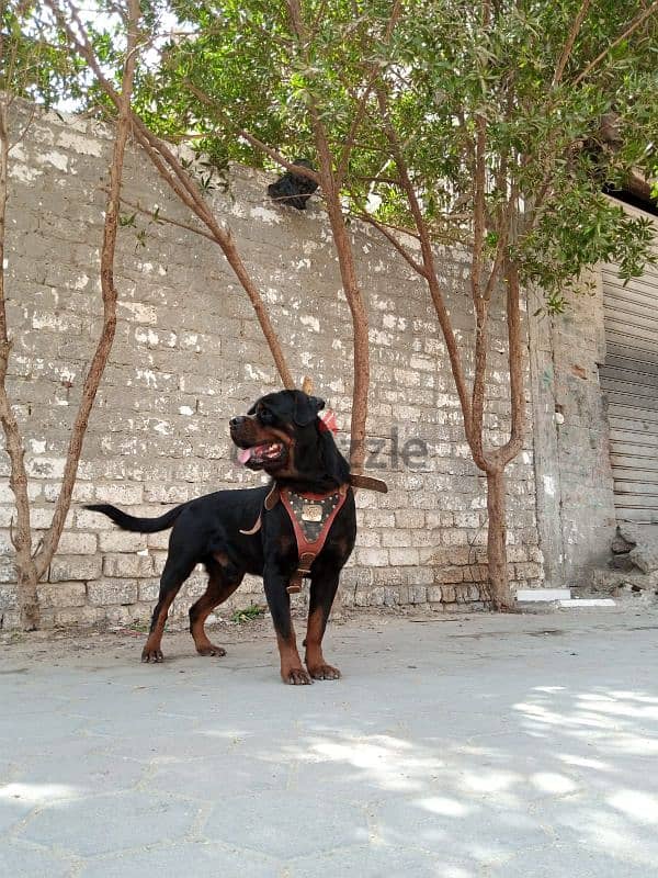 TOMY FOR MATING ROTTWEILER البطل 2