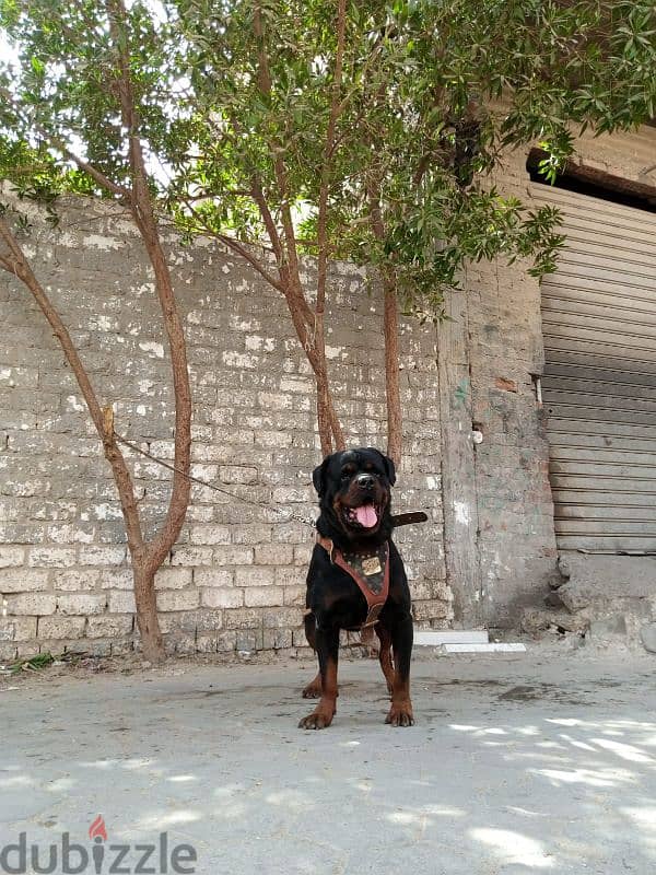 TOMY FOR MATING ROTTWEILER البطل 4