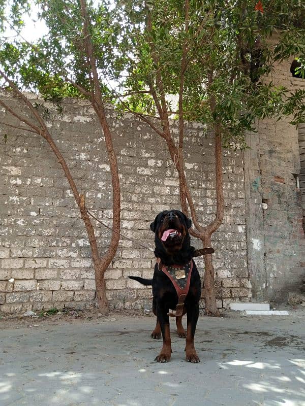 TOMY FOR MATING ROTTWEILER البطل 5