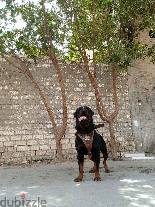 TOMY FOR MATING ROTTWEILER البطل 6