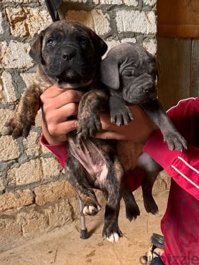 Cane Corso