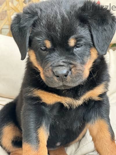 Rottweiler female