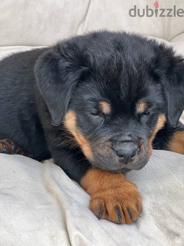 Rottweiler female 2