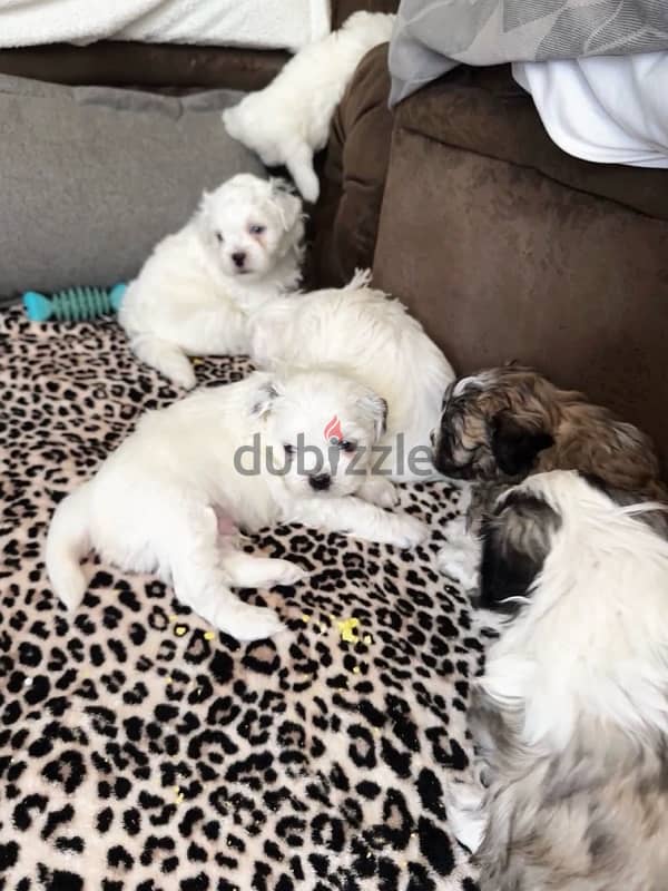 mixed breed puppies for sale 3